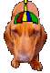 A Dauchsand with a rainbow propeller hat
